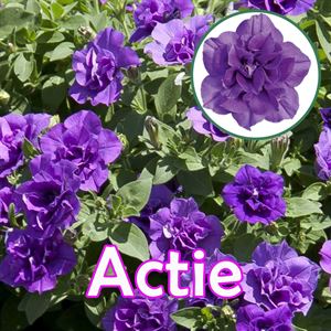 Bild von Petunia P12 "Actie" Double Provence